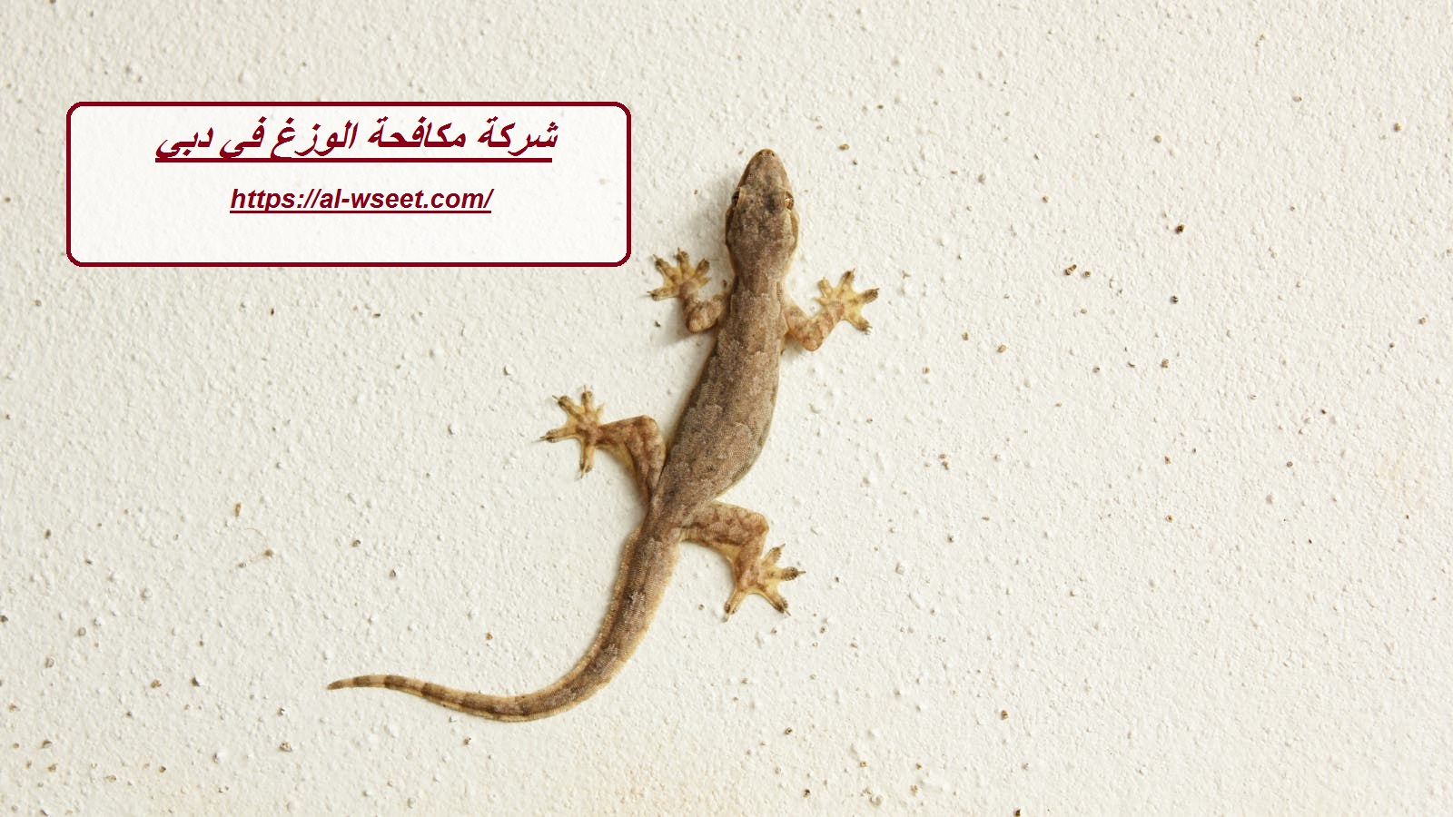 شركة مكافحة الوزغ في دبي