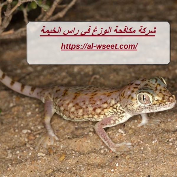 شركة مكافحة الوزغ في راس الخيمة