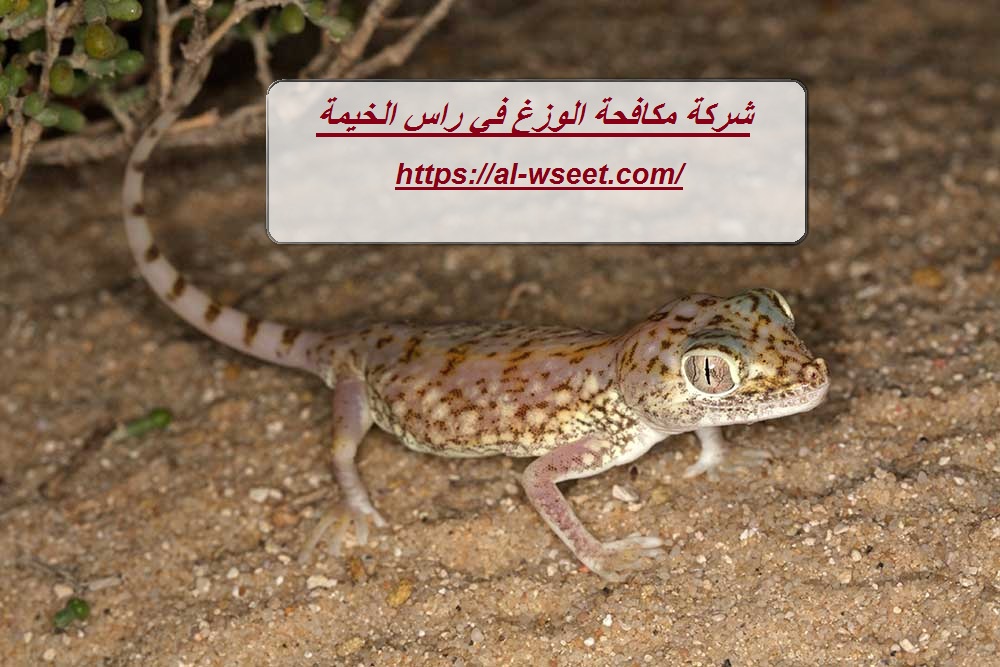 شركة مكافحة الوزغ في راس الخيمة