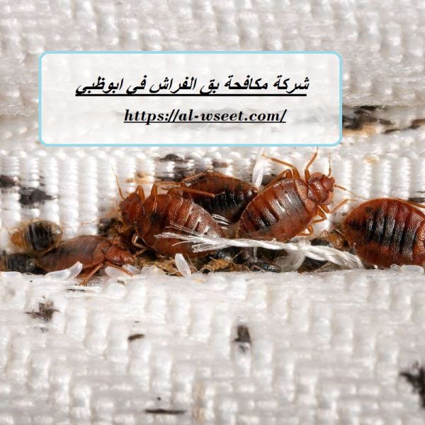 شركة مكافحة بق الفراش في ابوظبي