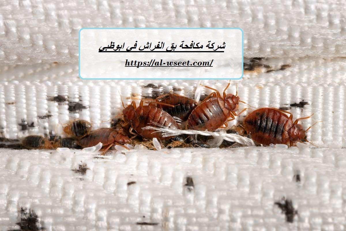 شركة مكافحة بق الفراش في ابوظبي