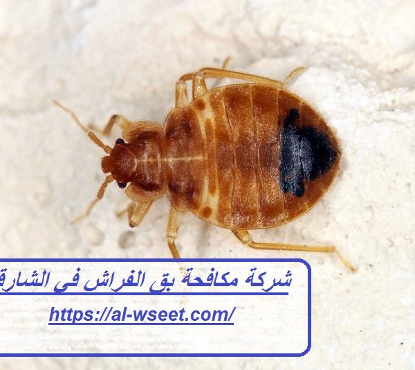 شركة مكافحة بق الفراش في الشارقة