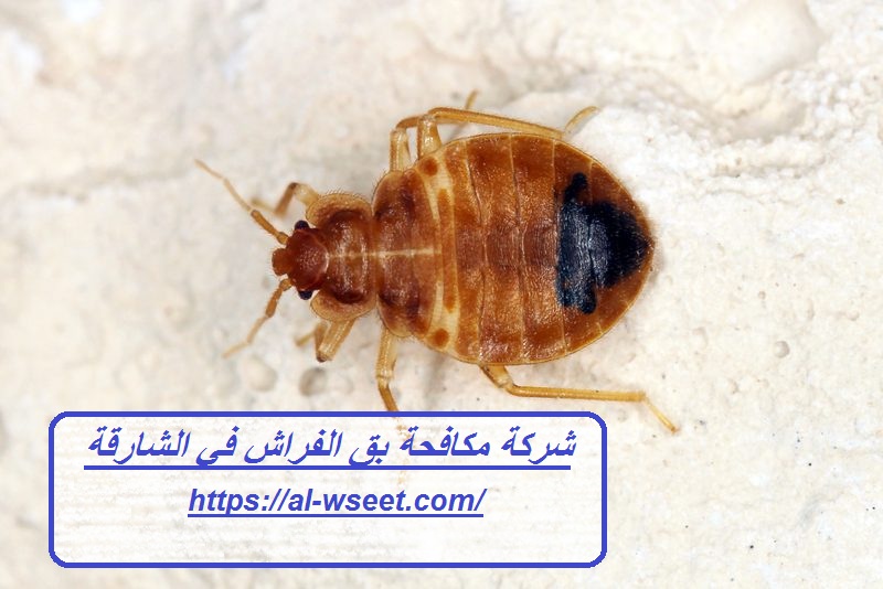 شركة مكافحة بق الفراش في الشارقة