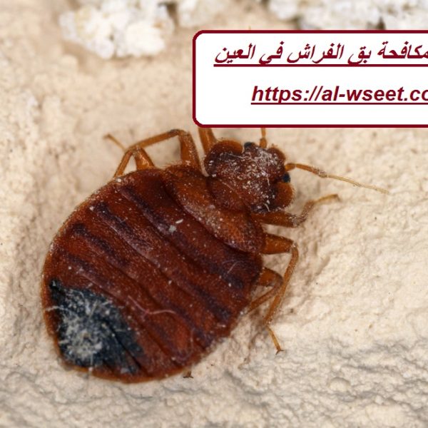 شركة مكافحة بق الفراش في العين