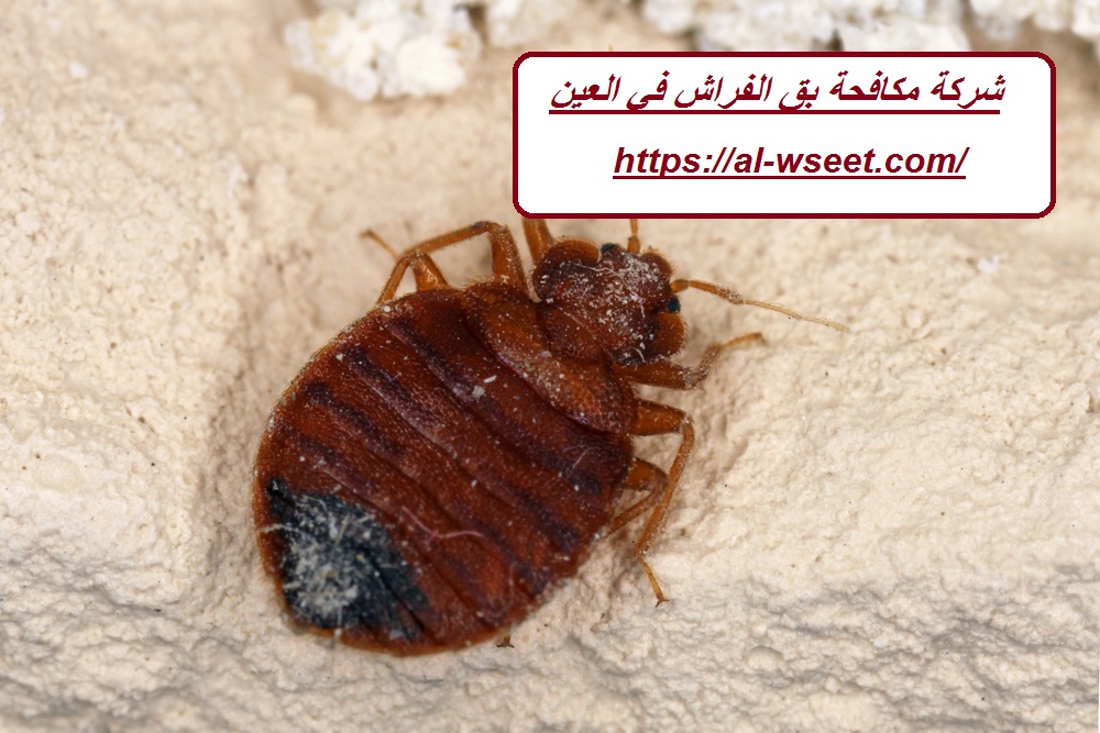 شركة مكافحة بق الفراش في العين
