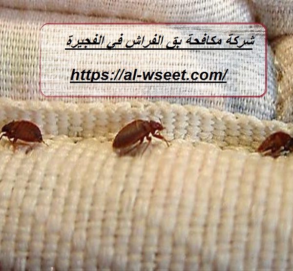 شركة مكافحة بق الفراش في الفجيرة