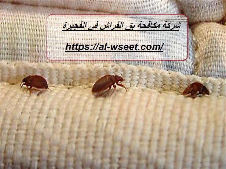 شركة مكافحة بق الفراش في الفجيرة
