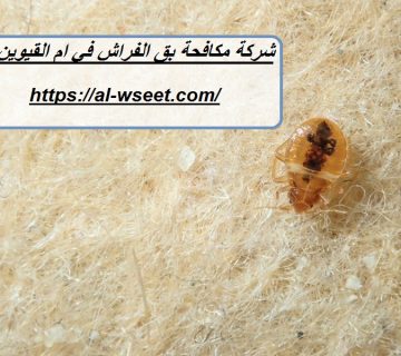 شركة مكافحة بق الفراش في ام القيوين