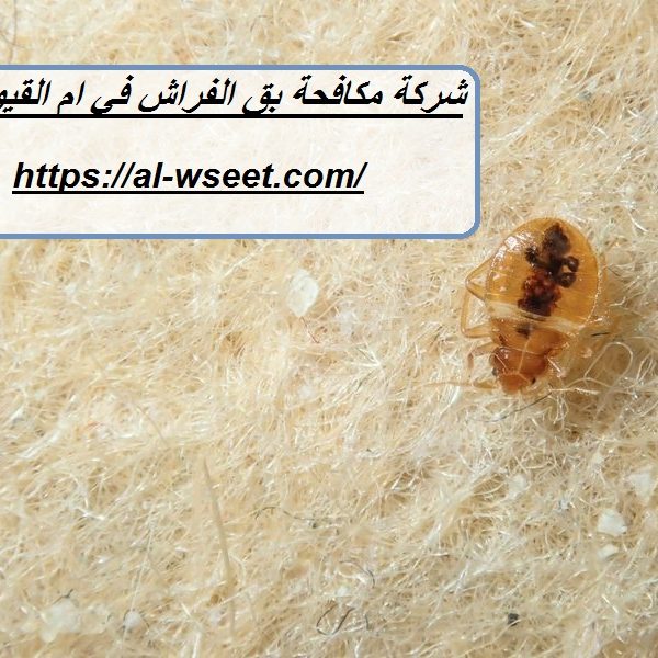 شركة مكافحة بق الفراش في ام القيوين