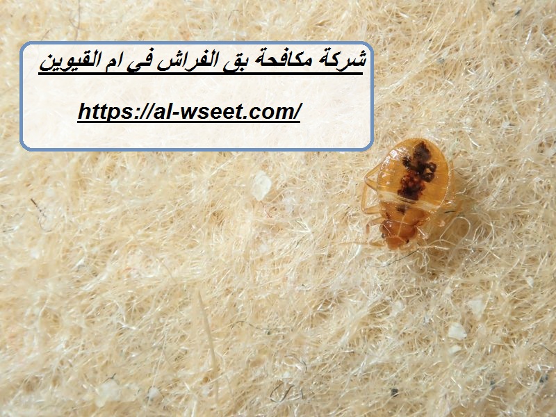 شركة مكافحة بق الفراش في ام القيوين