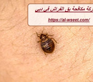 شركة مكافحة بق الفراش في دبي