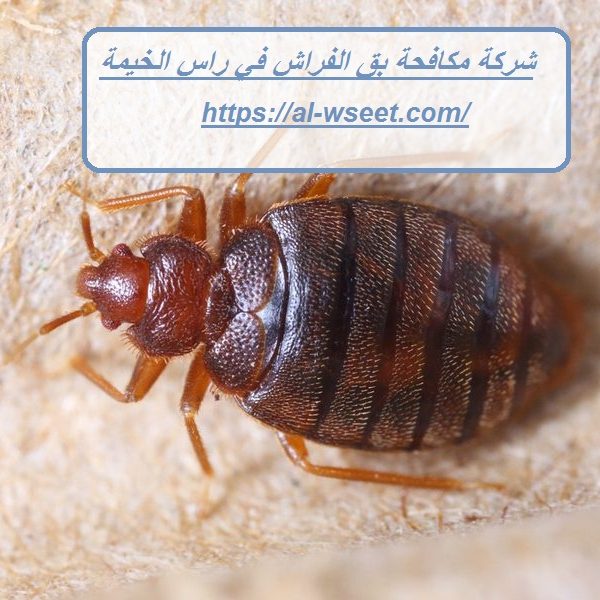 شركة مكافحة بق الفراش في راس الخيمة