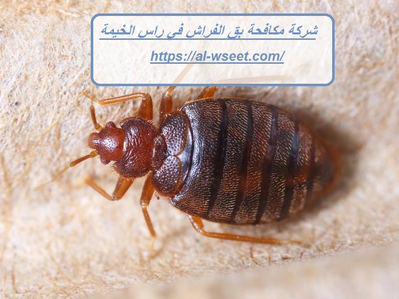 شركة مكافحة بق الفراش في راس الخيمة