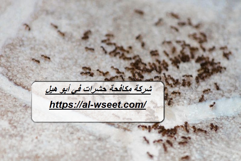 شركة مكافحة حشرات في أبو هيل دبي