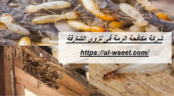 شركة مكافحة الرمة فى نزوي الشارقة
