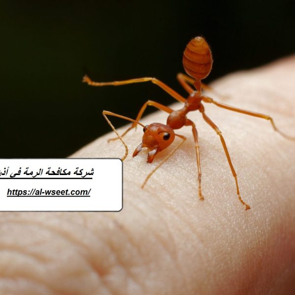 شركة مكافحة الرمة في أذن