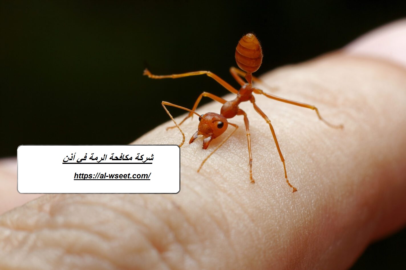 شركة مكافحة الرمة في أذن