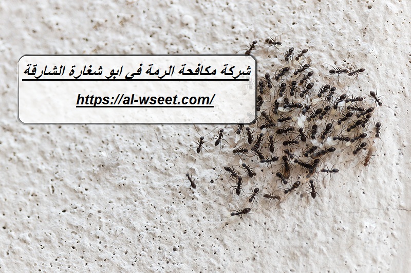 شركة مكافحة الرمة في ابو شغارة الشارقة