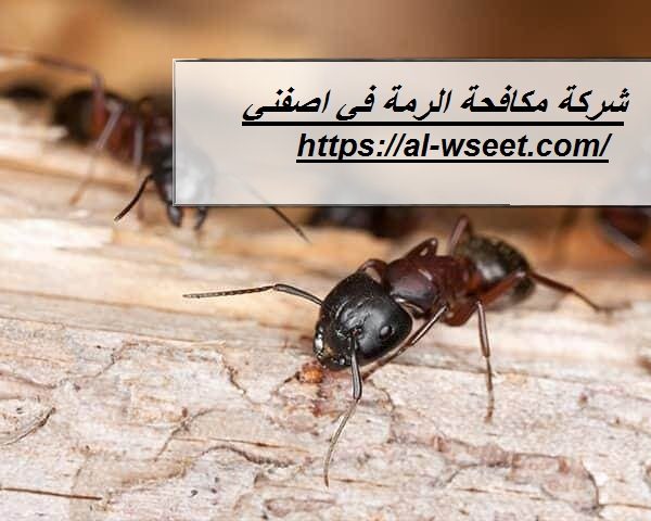 شركة مكافحة الرمة في اصفني