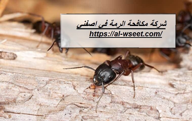 شركة مكافحة الرمة في اصفني