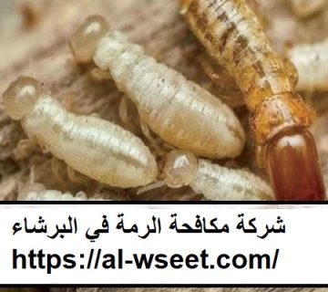 شركة مكافحة الرمة في البرشاء