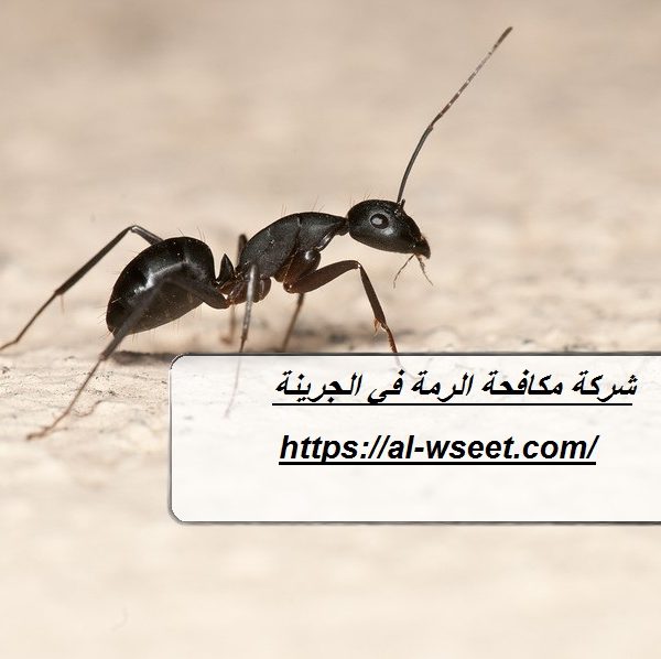 شركة مكافحة الرمة في الجرينة