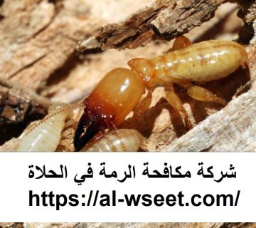 شركة مكافحة الرمة في الحلاة