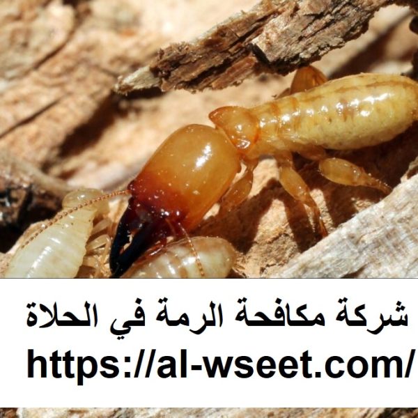 شركة مكافحة الرمة في الحلاة