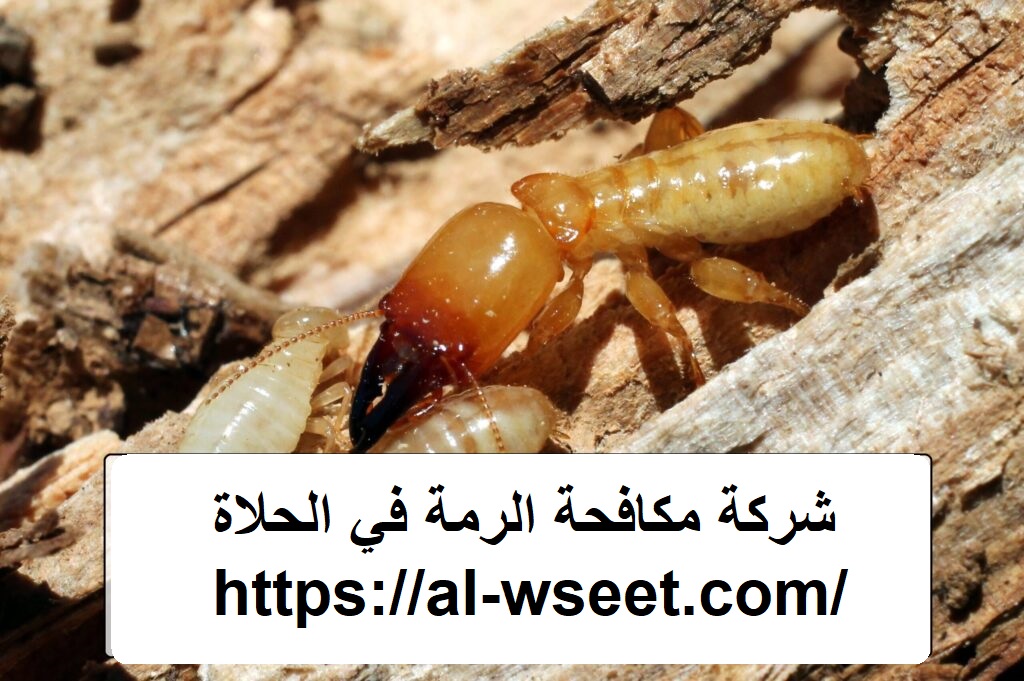 شركة مكافحة الرمة في الحلاة