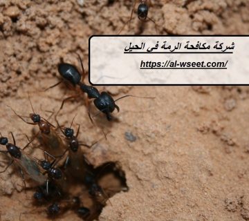 شركة مكافحة الرمة في الحيل