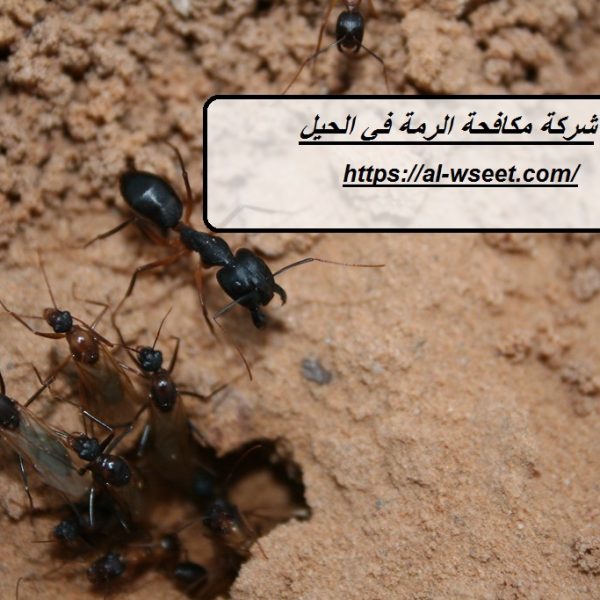 شركة مكافحة الرمة في الحيل