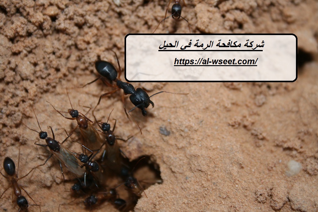 شركة مكافحة الرمة في الحيل