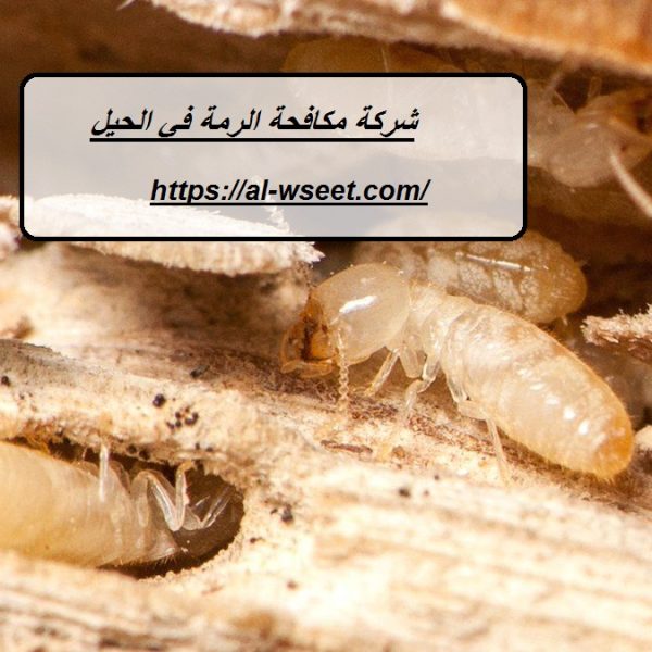 شركة مكافحة الرمة في الحيل