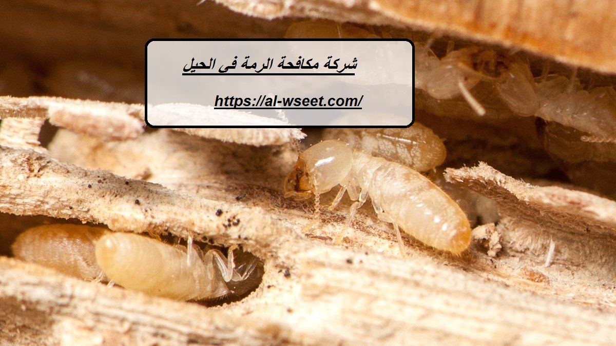 شركة مكافحة الرمة في الحيل