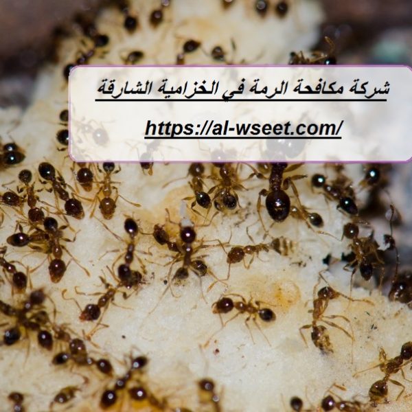 شركة مكافحة الرمة في الخزامية الشارقة