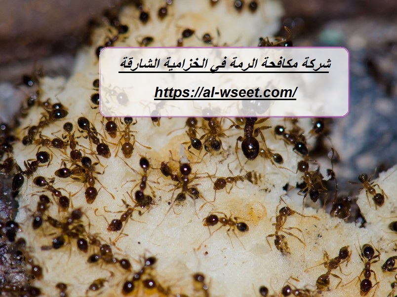 شركة مكافحة الرمة في الخزامية الشارقة