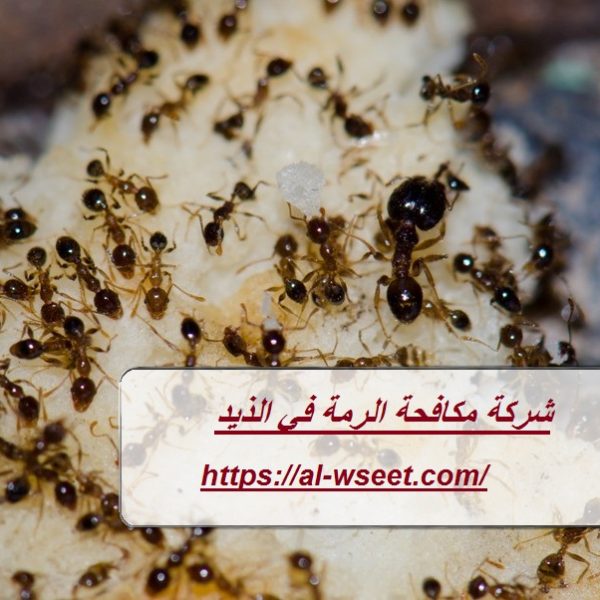 شركة مكافحة الرمة في الذيد