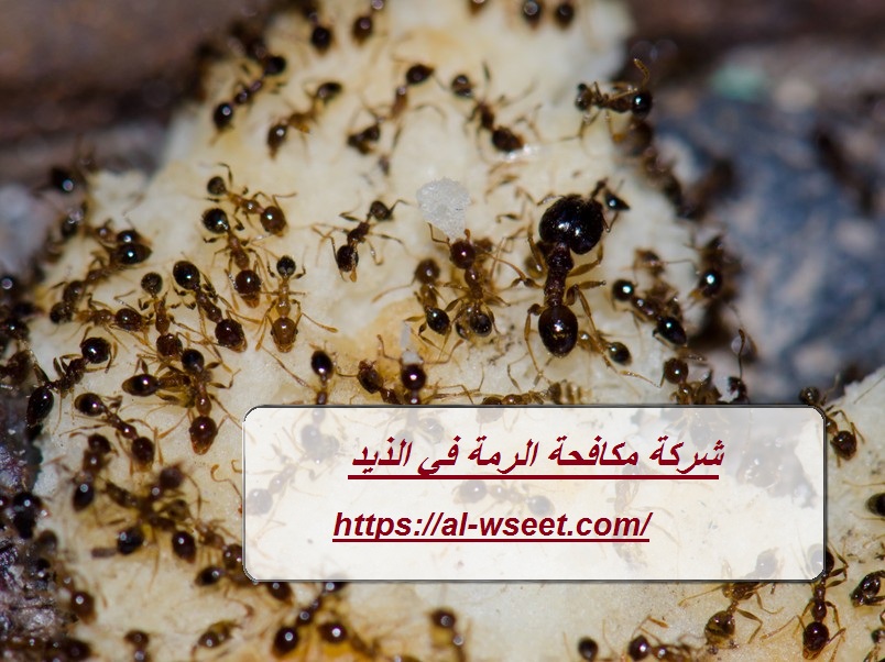 شركة مكافحة الرمة في الذيد