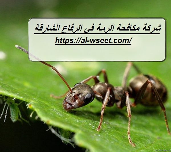 شركة مكافحة الرمة في الرفاع الشارقة