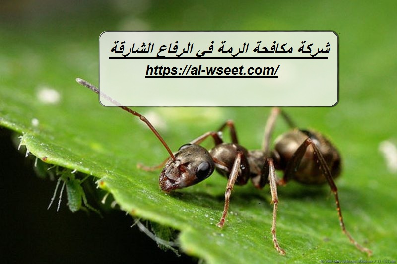 شركة مكافحة الرمة في الرفاع الشارقة