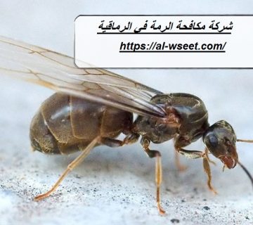 شركة مكافحة الرمة في الرماقية