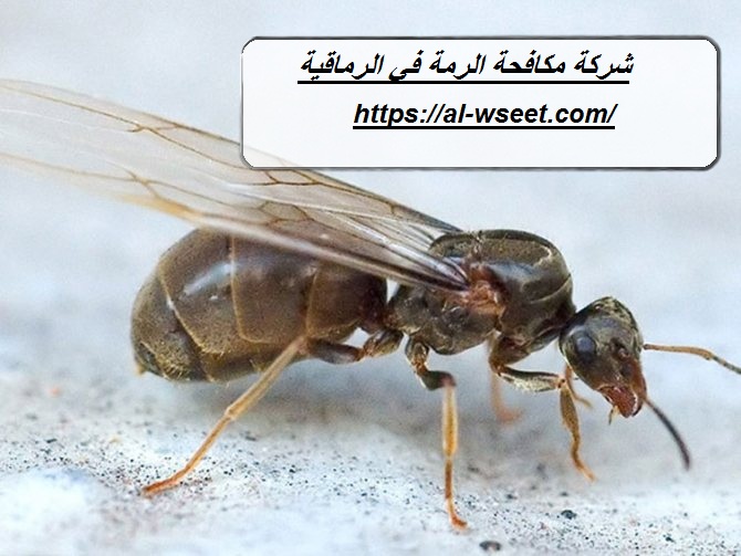 شركة مكافحة الرمة في الرماقية