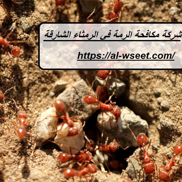شركة مكافحة الرمة في الرمثاء الشارقة