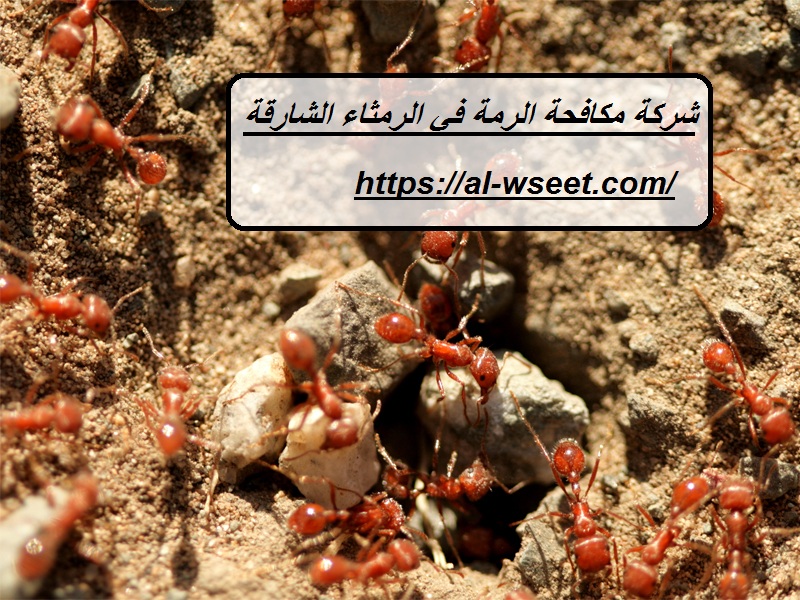 شركة مكافحة الرمة في الرمثاء الشارقة