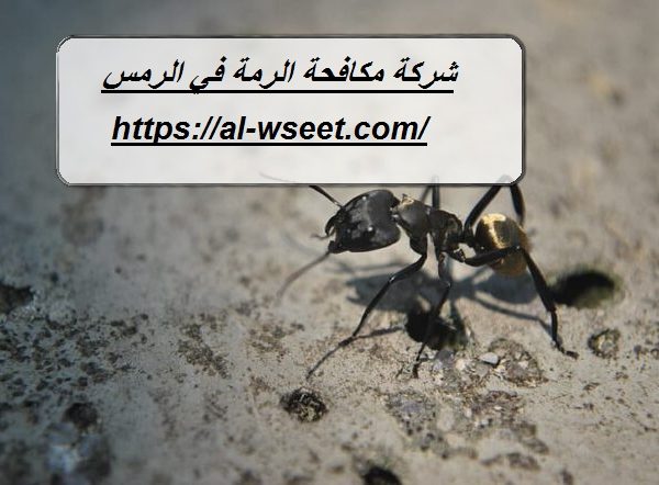 شركة مكافحة الرمة في الرمس