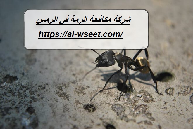 شركة مكافحة الرمة في الرمس