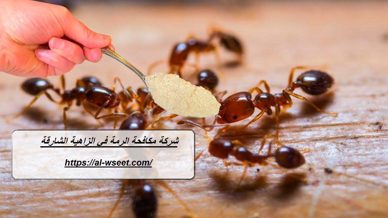 شركة مكافحة الرمة في الزاهية الشارقة