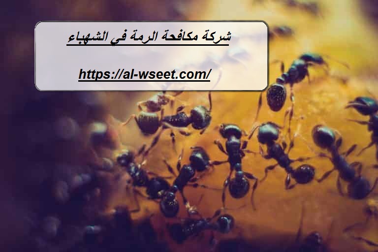 شركة مكافحة الرمة في الشهباء