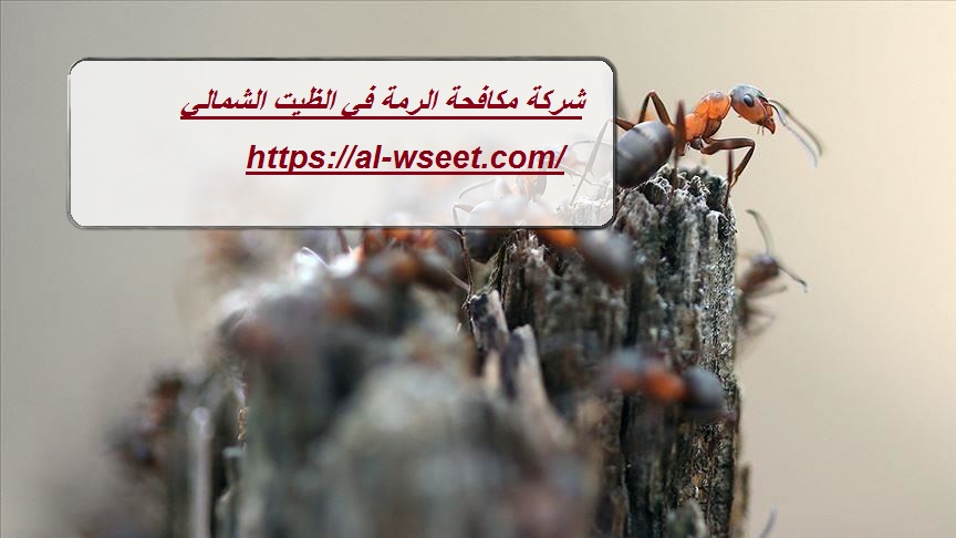 شركة مكافحة الرمة في الظيت الشمالي
