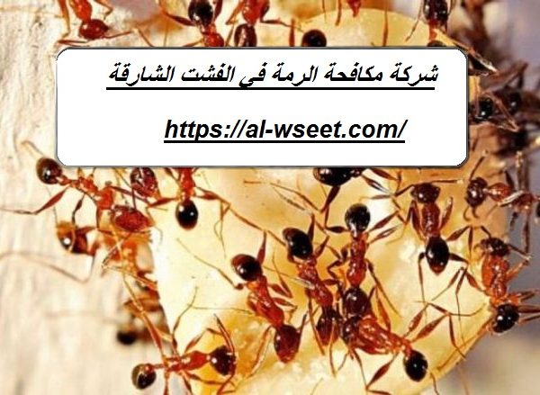 شركة مكافحة الرمة فى الفشت الشارقة